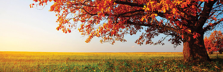 Tree Preservation Orders